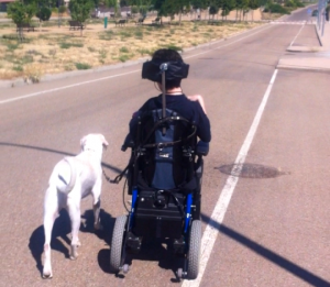 Perro de servicio caminando junto a una persona en silla de ruedas