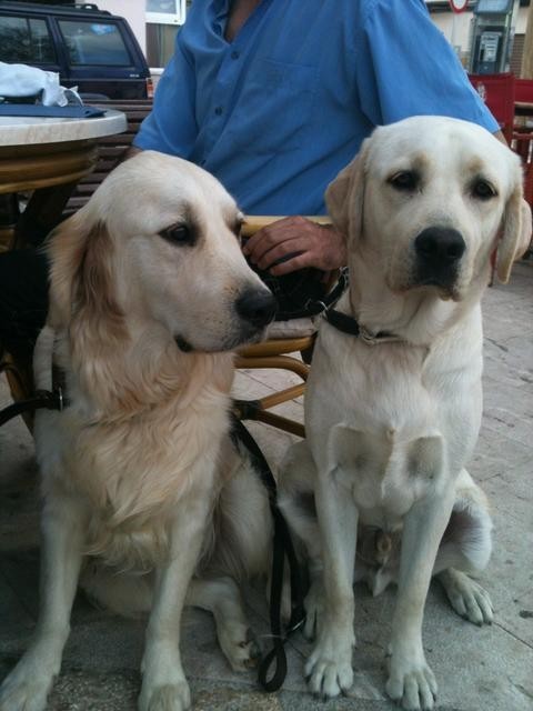 Dos perros de asistencia sentados juntos