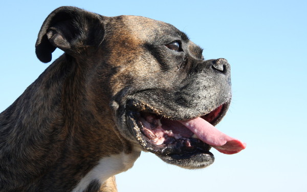 Retrato de un perro bóxer
