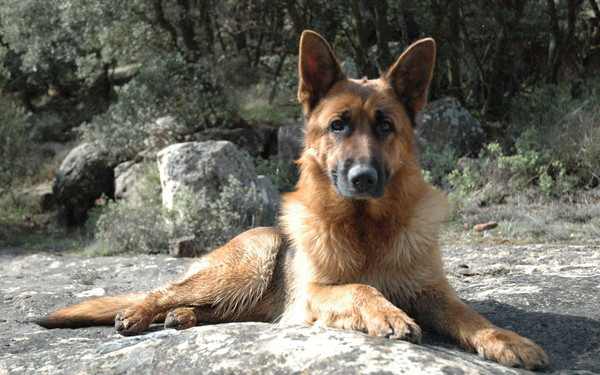 Pastor alemán descansando al aire libre
