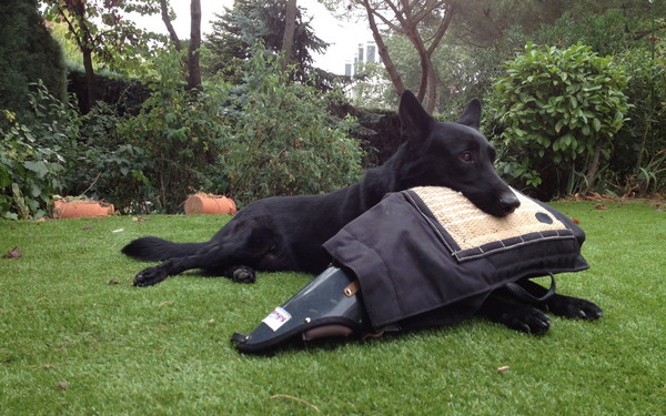 Perro de trabajo negro descansando con material de entrenamiento