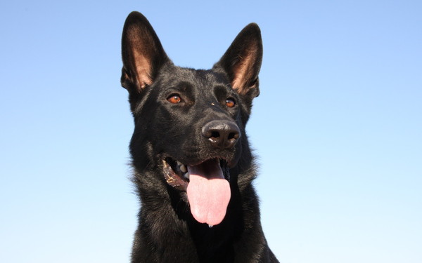 Retrato de un perro de trabajo negro
