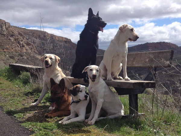 Grupo de perros posando juntos en el campo