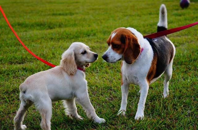 Dos perros conociéndose durante un paseo